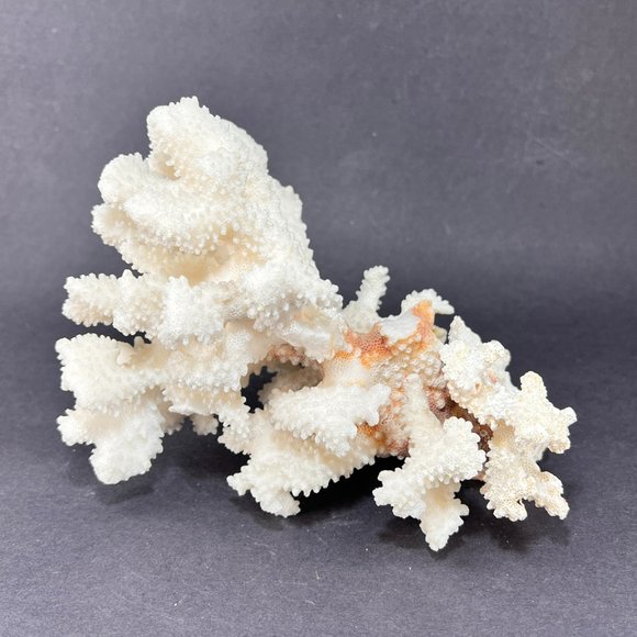 Natural White Coral Brown Stem Cluster Nautical Coastal Aquarium Decor 7" x 5" - Picture 3 of 13